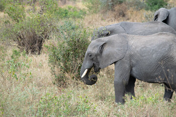 tanzania