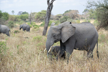 tanzania