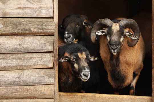 Beautiful Ram And Sheep In Zoo Enclosure