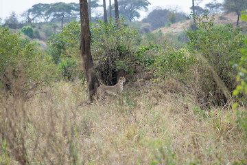 Tanzania