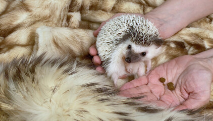 Hands holding little African hedgehog, domestic pet, on brown fake fur background