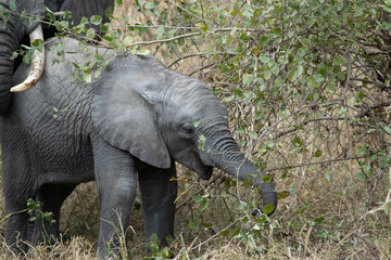 tanzania