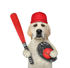 A dog labrador baseball player in a cap holds a red bat, a ball and a glove. White background. Isolated.