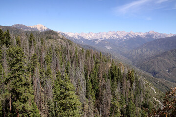 Fototapeta premium Top view of Sequoia National Park