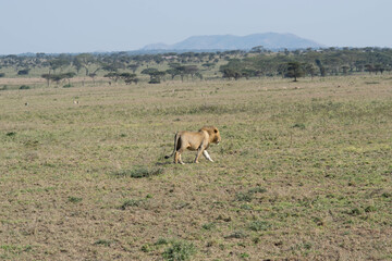 Fototapeta premium tanzania