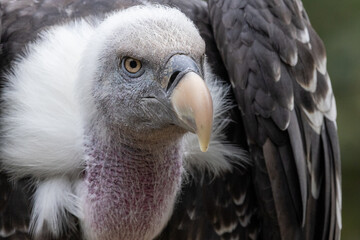 portrait of a vulture