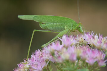 Jolie sauterelle dans mon jardin