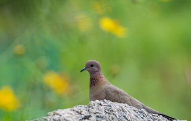 A laughing dove pigeon with beautiful background in the forest