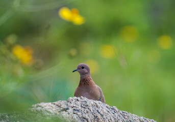 A laughing dove pigeon with beautiful background in the forest