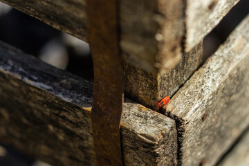 Red beetle soldier sits on a wooden box basking in the sun on a summer day