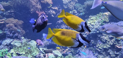 fish in aquarium