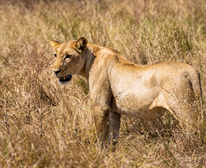 lioness in the savannah of Mikumi
