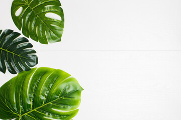 Monstera leaves on a white background.