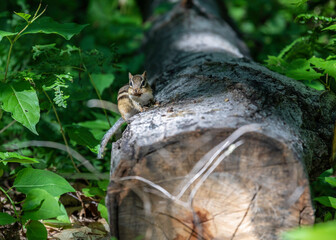 Chipmunk in the forest