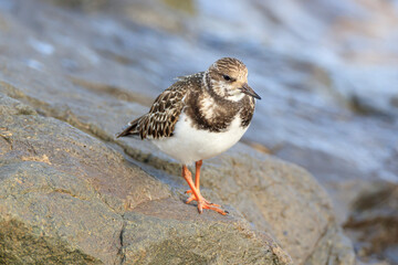Ruddy Turnstone looking for food on the Japanese rocky shore on the way