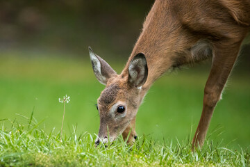 A close up of a young female white tailed deer grazing in green grass.