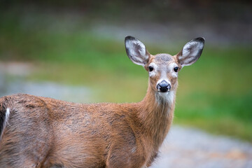 A closeup of a female white tailed deer looking at the camera. 