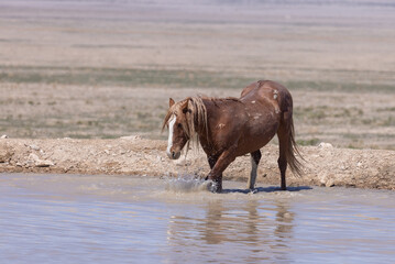 Wild Horse at a Desert Waterhole in Utah in Spring