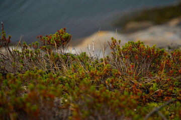 Green heather by the water