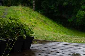 Strawberry plants in the rain