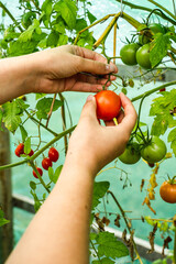 Tomate ramassée dans une serre de jardin
