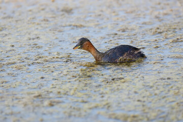 Fototapeta premium Close-up photo of little grebe (Tachybaptus ruficollis) swims on the water of the lake in a winter feather with a fish in its beak