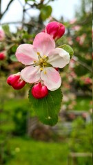number of spring day apple blossoms, with white-pink flowers