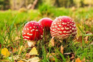 Fliegenpilz in Nahaufnahme