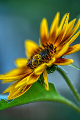 a bee collects pollen from a sunflower flower