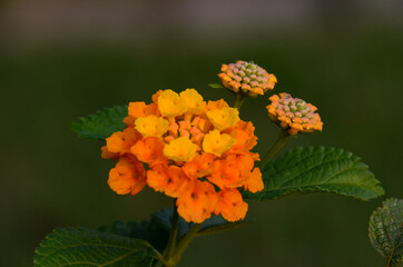 orange lantana flower