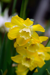 Yellow and orange narcissus daffodil flowers growing in the garden