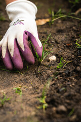 Ramassage de mauvais herbes dans un jardin