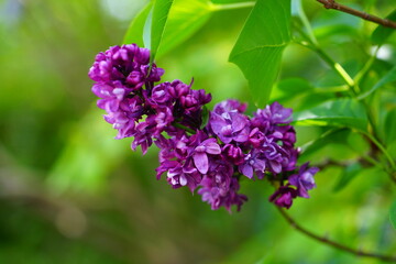 Purple flower clusters of fragrant lilac (syringa) © eqroy