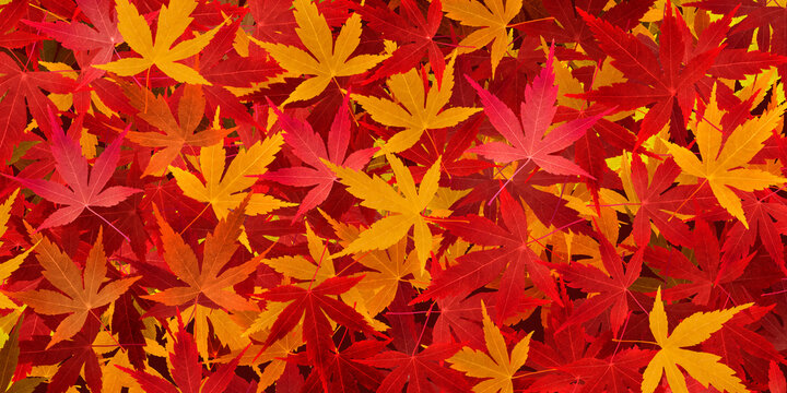 1 972 件の最適な 和敷物 画像 ストック写真 ベクター Adobe Stock