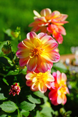 Pink and yellow dahlia flower in bloom