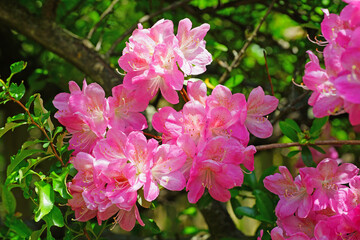 Pink azalea flower bush in the spring garden