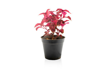 A potted plant in a white background - Coleus Plant 