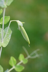 Green snap peas growing on the vine in the spring garden