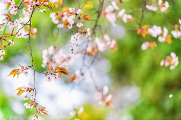 Nara city park in springtime with pink blooming cherry blossom flower petals in April in Japan and bokeh blurry background of green trees