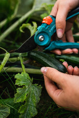 Courgette dans un jardin