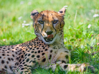 portrait of a cheetah