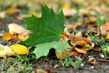 Green maple leaf close-up among yellow fallen leaves