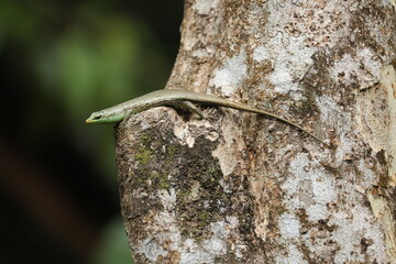 Green lizard on the tree
