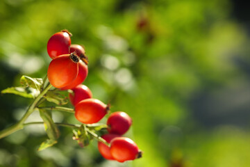 Ripe rose hip berries outdoors on sunny day, closeup
