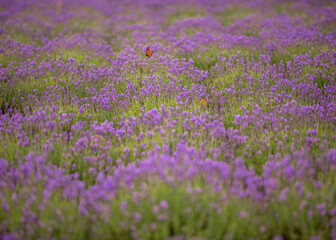 Naklejka premium field of lavender