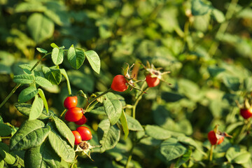 Rose hip bush with ripe red berries in garden