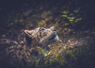 Snow Leopard in a forest