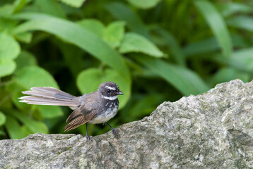 A closeup of a spot-breasted fantail perched on a rock