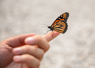 Fototapeta na wymiar butterfly on finger
