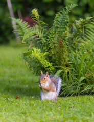 Grey Squirrel eating in garden with its back to a fern